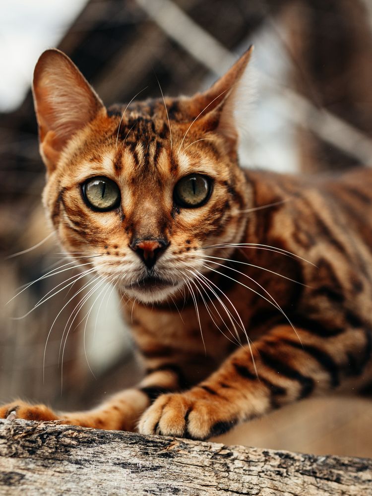 Photograph by Надежда Раскина