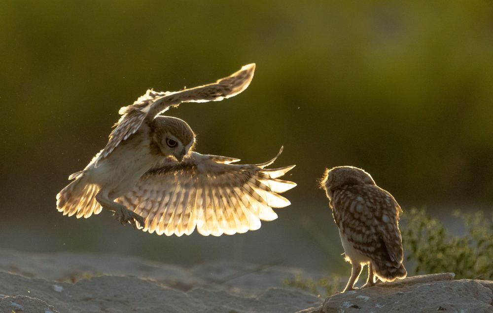 Фотография автора Hari Govindarajulu