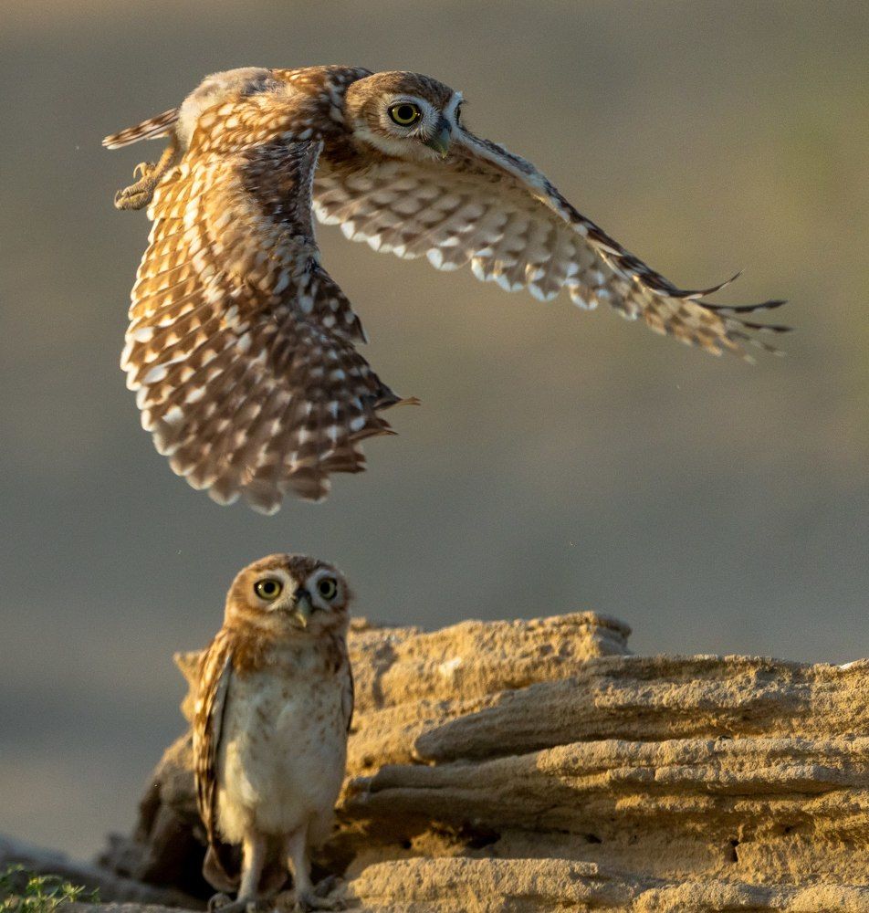Фотография автора Hari Govindarajulu