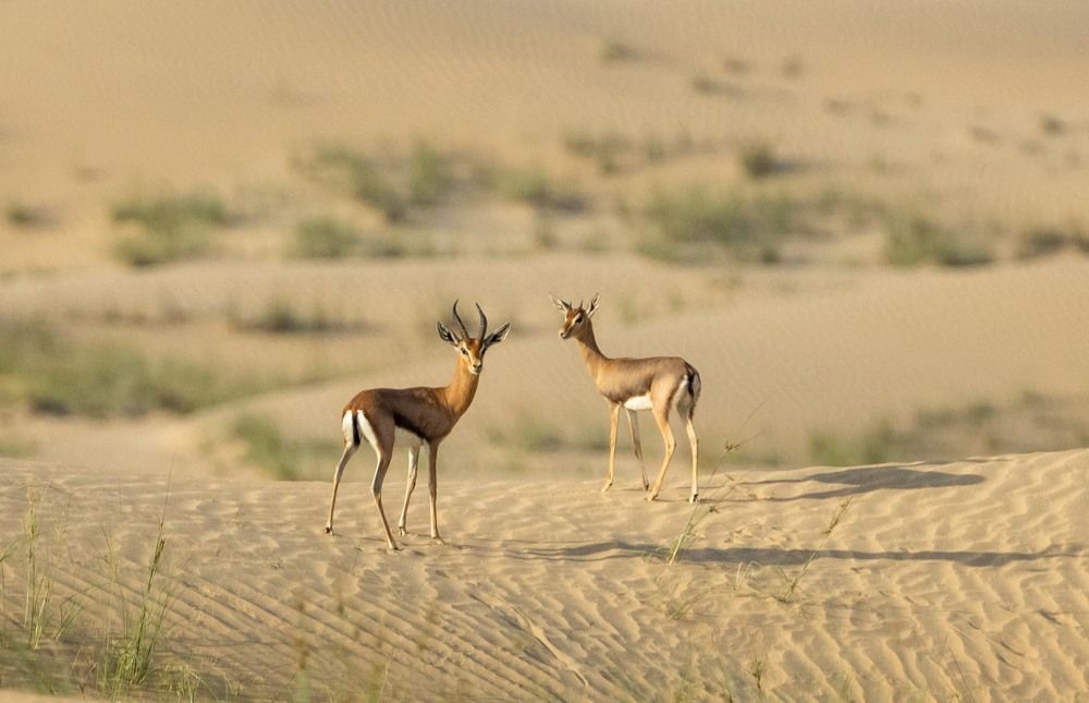 Фотография автора Hari Govindarajulu