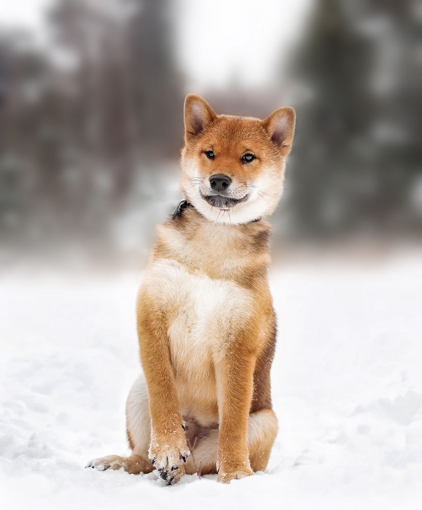 Photograph by Соколова Елена