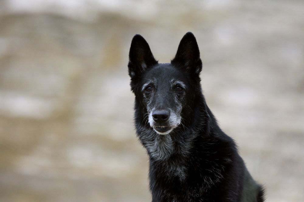 Фотография автора Надежда Лисицына