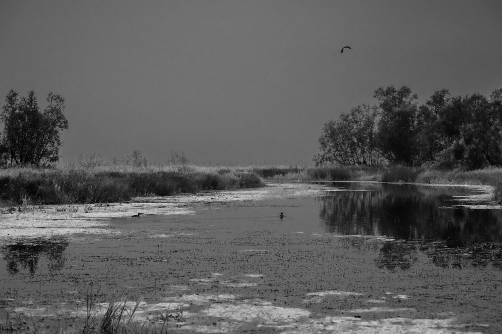 Жители болота