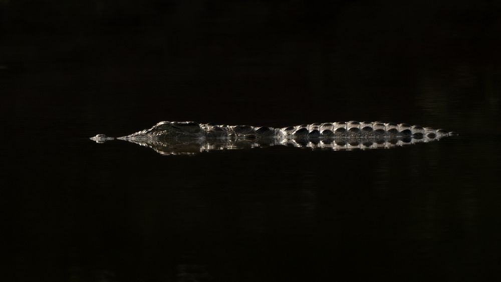 Photograph by Narayanan Iyer