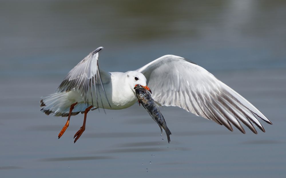 Two Open Mouths, One Purpose:To Survive