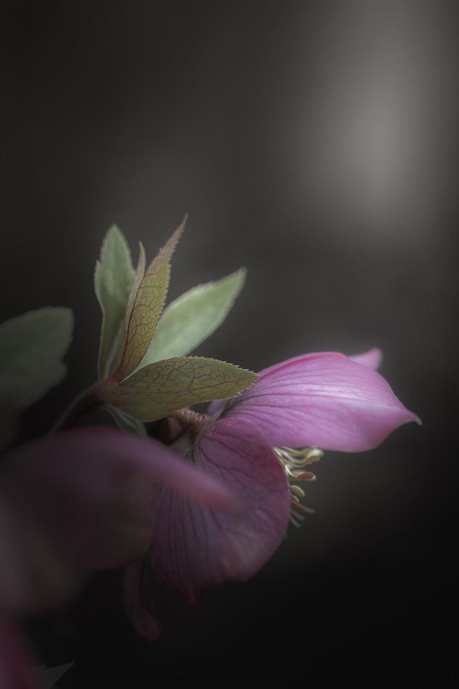 Photograph by Анна Тен