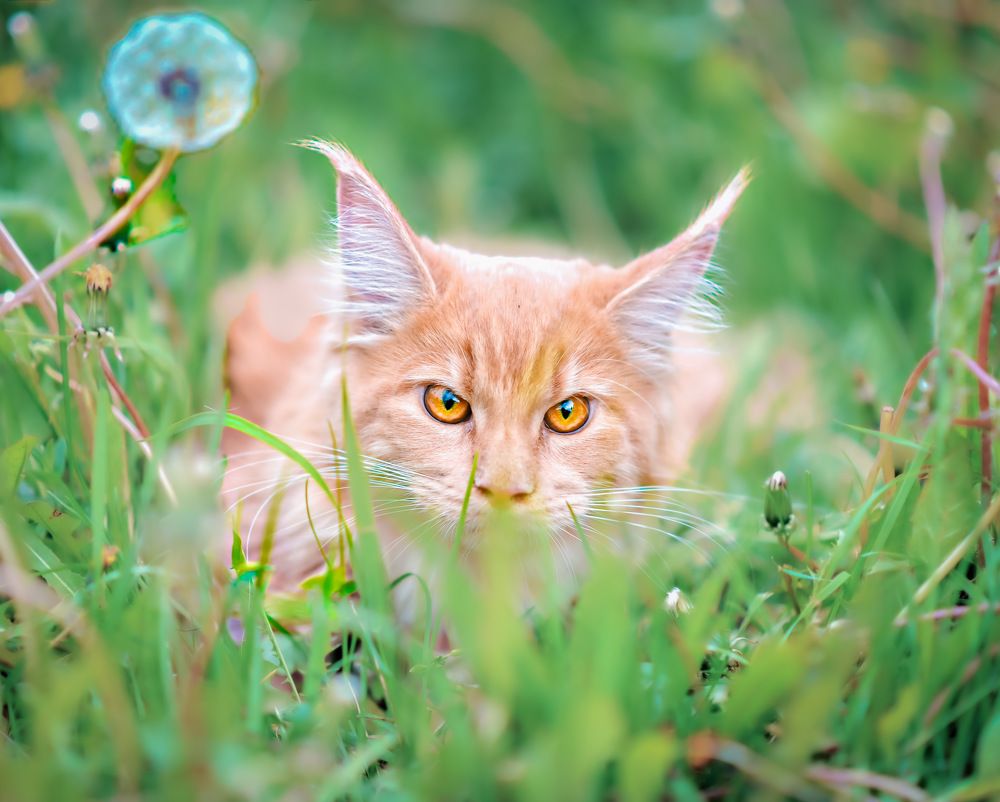 Photograph by Marina Ivanova