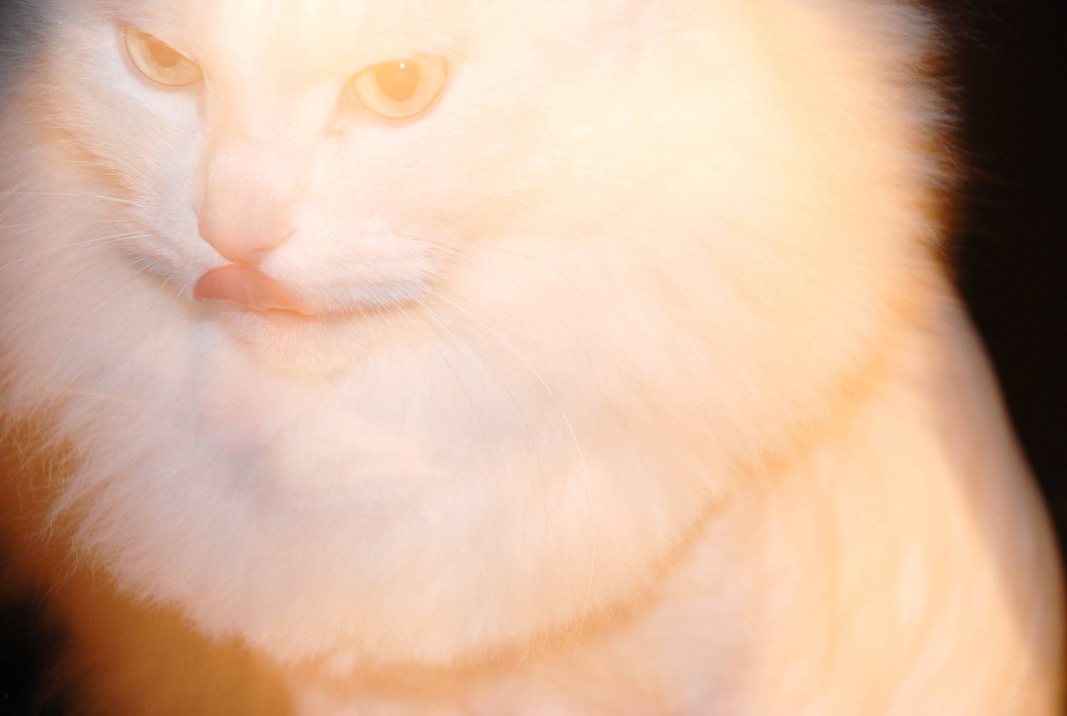Photo #11564405