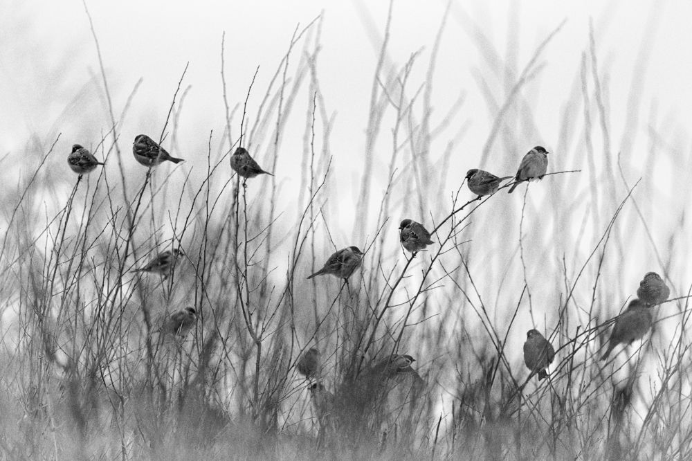 Photograph by Ольга Дунаева