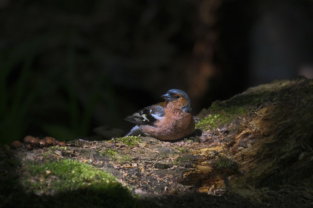 Photograph by Natalia Bolotenkova