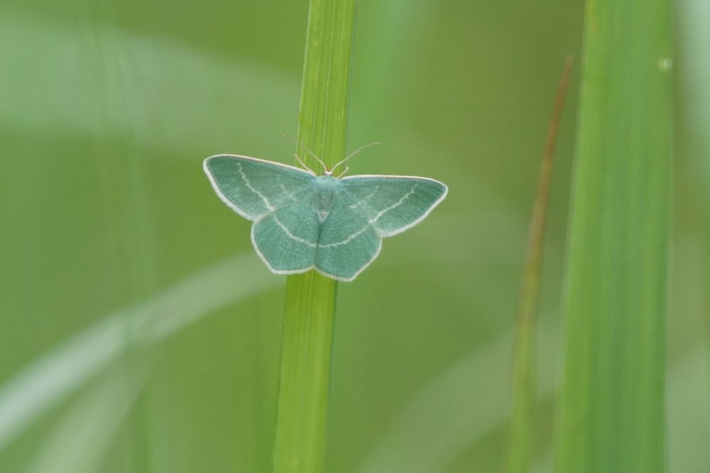 Изумрудная пяденица