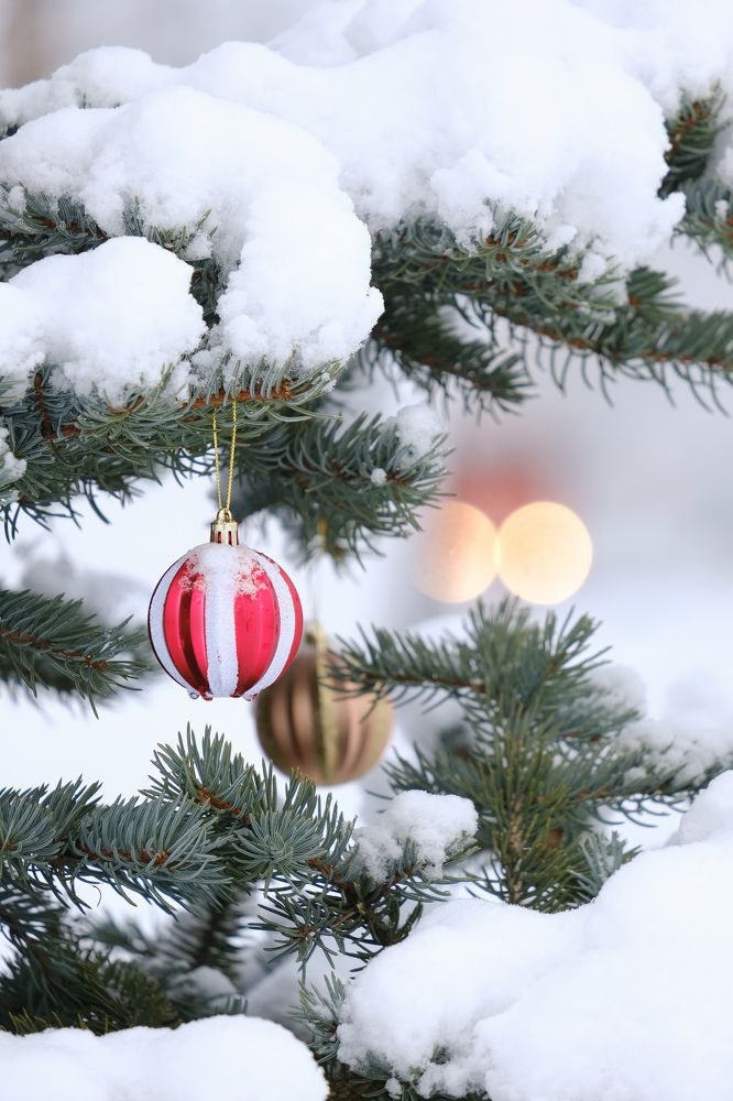 Фотография автора Александр Высоцкий