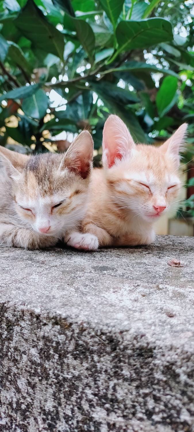 Photo #11564658