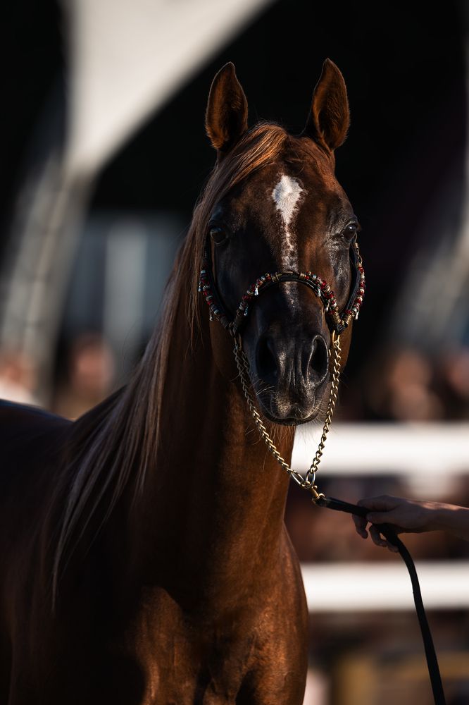 Арабский Тимьян