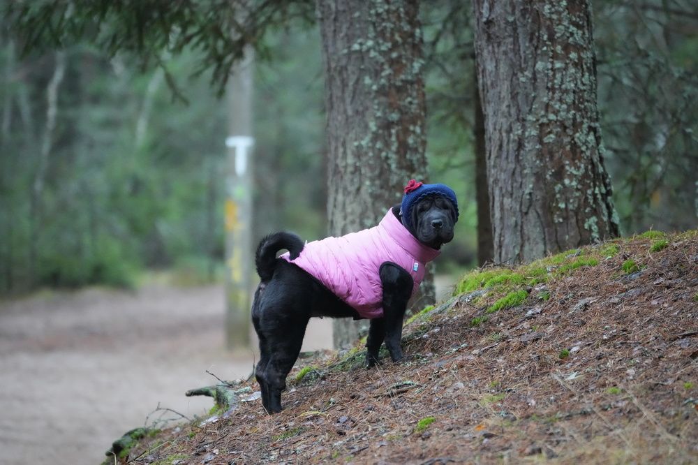 Photograph by Алексей Курносов