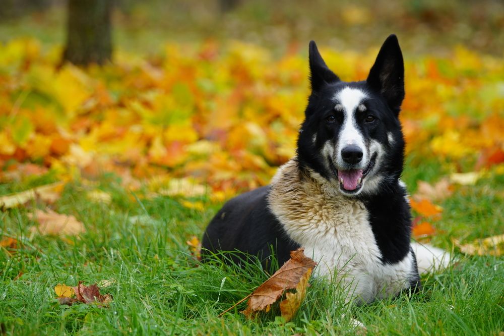 Photograph by Алексей Курносов