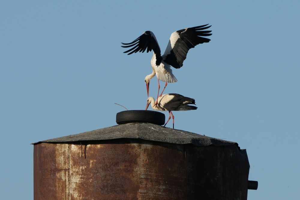 Photograph by Алексей Курносов