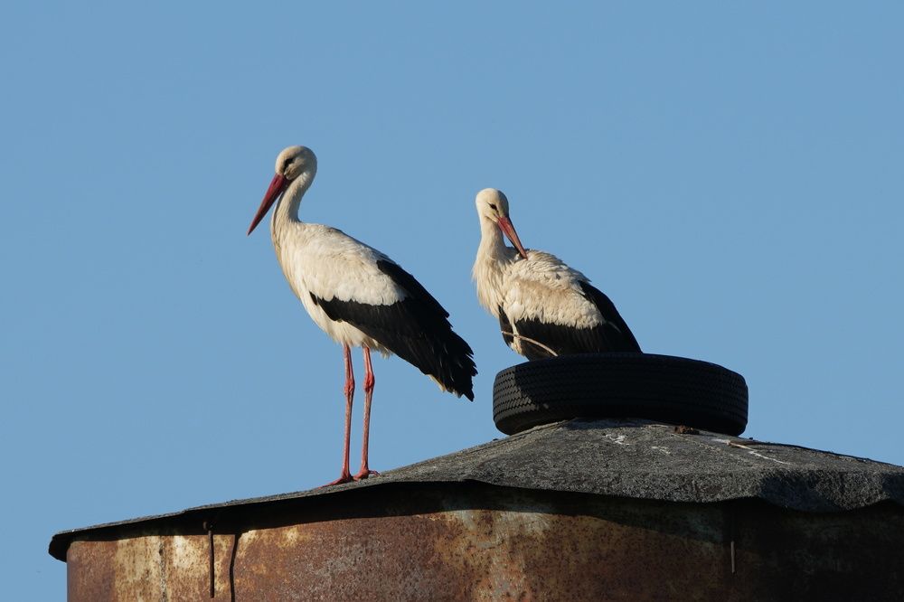 Photograph by Алексей Курносов