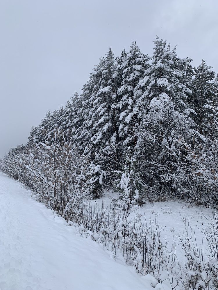 Свежий снег покрыл многолетние сосны