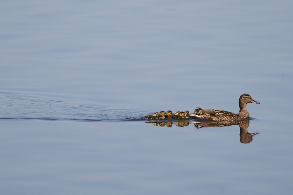 Photograph by Алексей Курносов