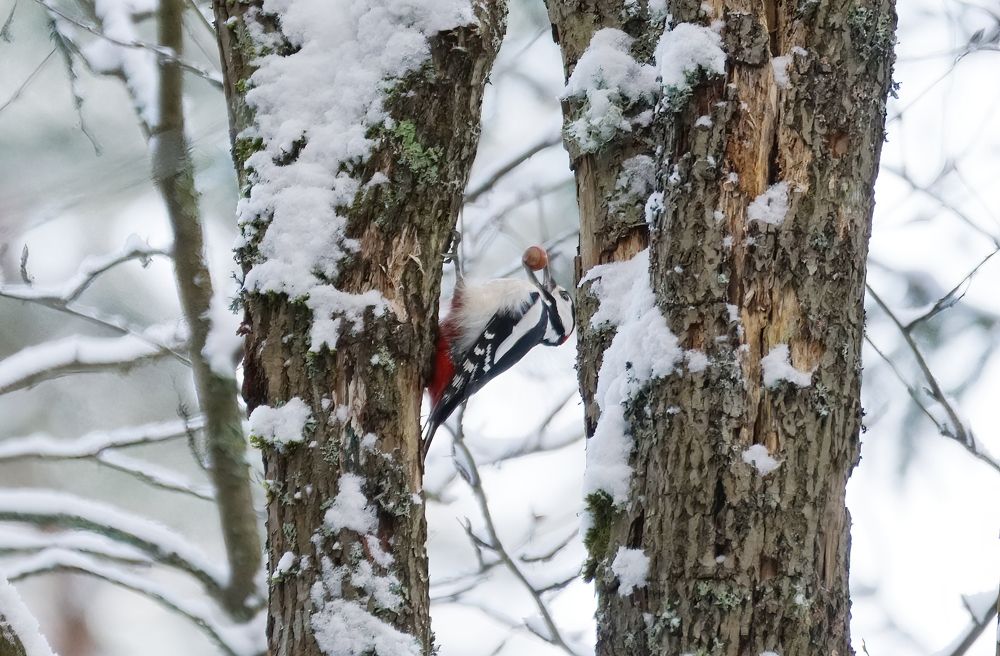 Photograph by Алексей Курносов