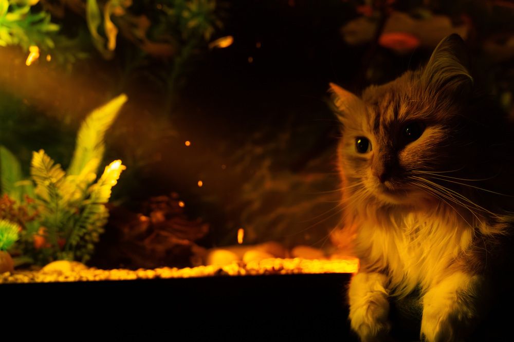 Photograph by Николайчук Елена