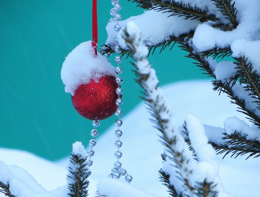 Ёлочке не холодно зимой