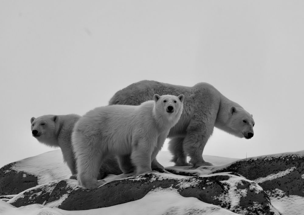 Photograph by Владимир Цветов