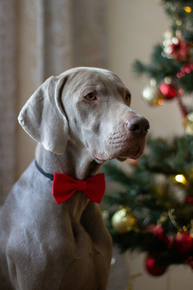 Вольтер Ван Дейк - философ по жизни, художник по натуре