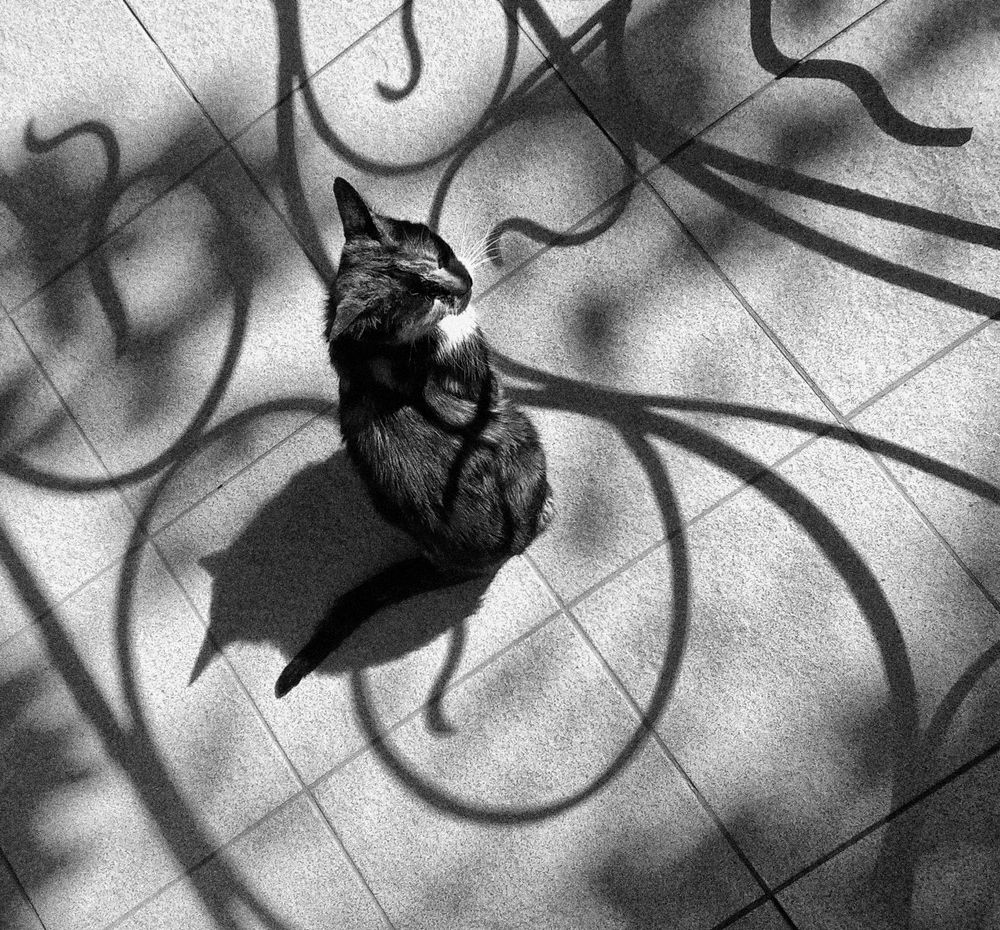 Ажурный кот