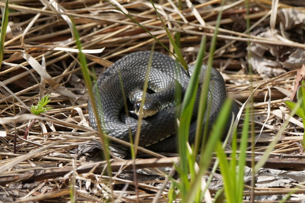 Photograph by Алексей Курносов