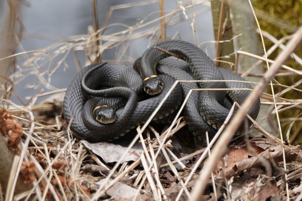 Photograph by Алексей Курносов