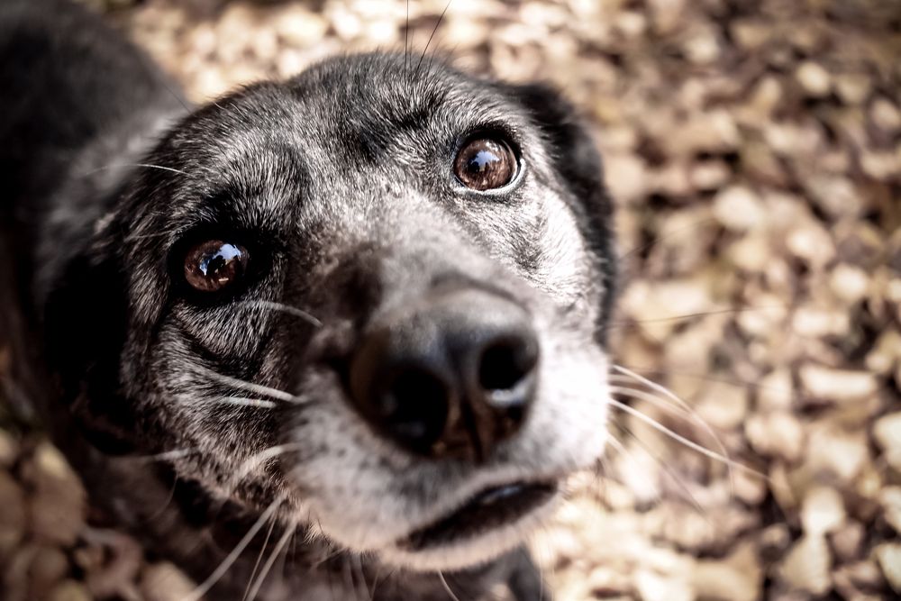 Можно я буду твоим?