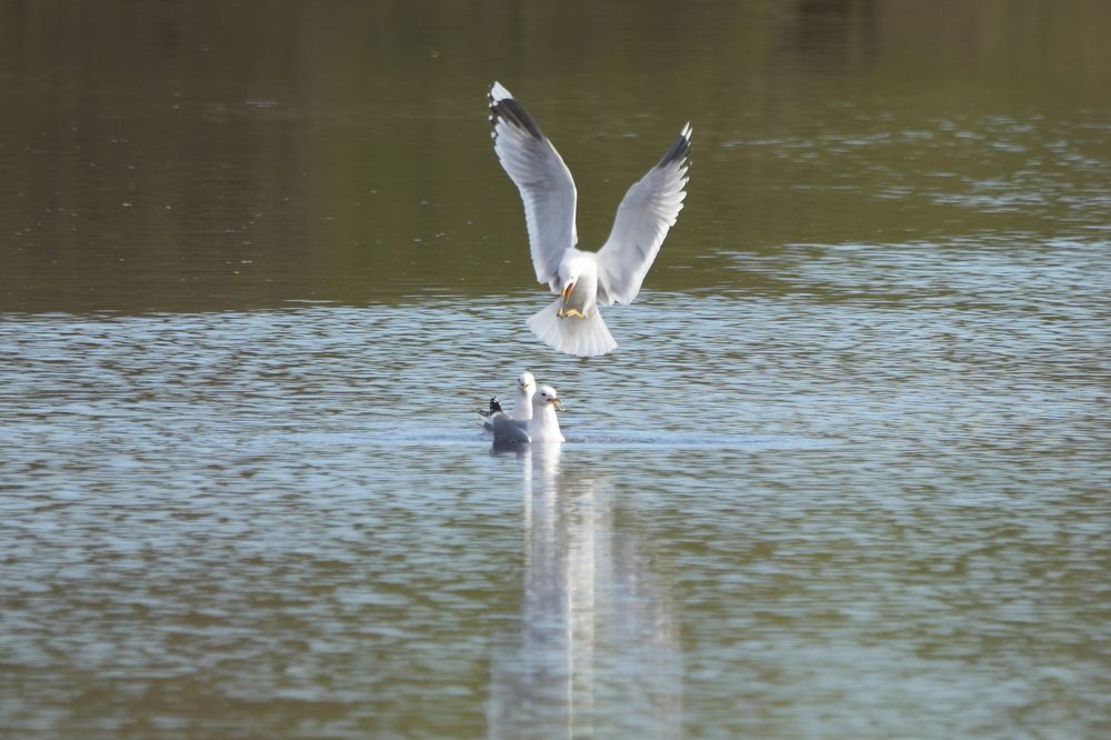 Photograph by Алексей Курносов