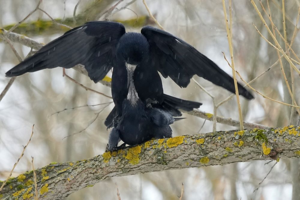 Photograph by Алексей Курносов