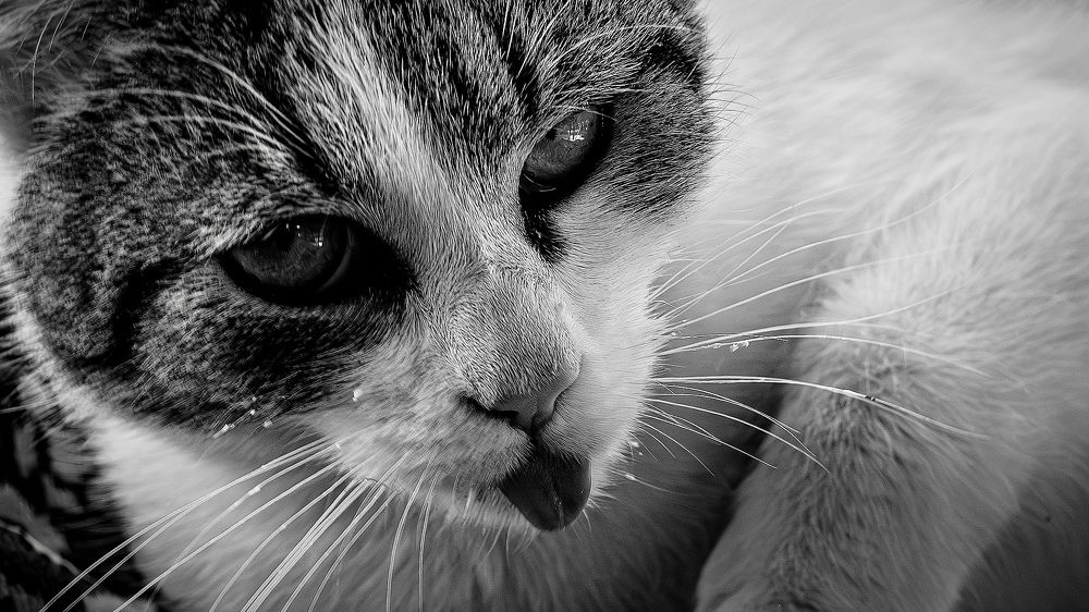 Photograph by MartinaH
