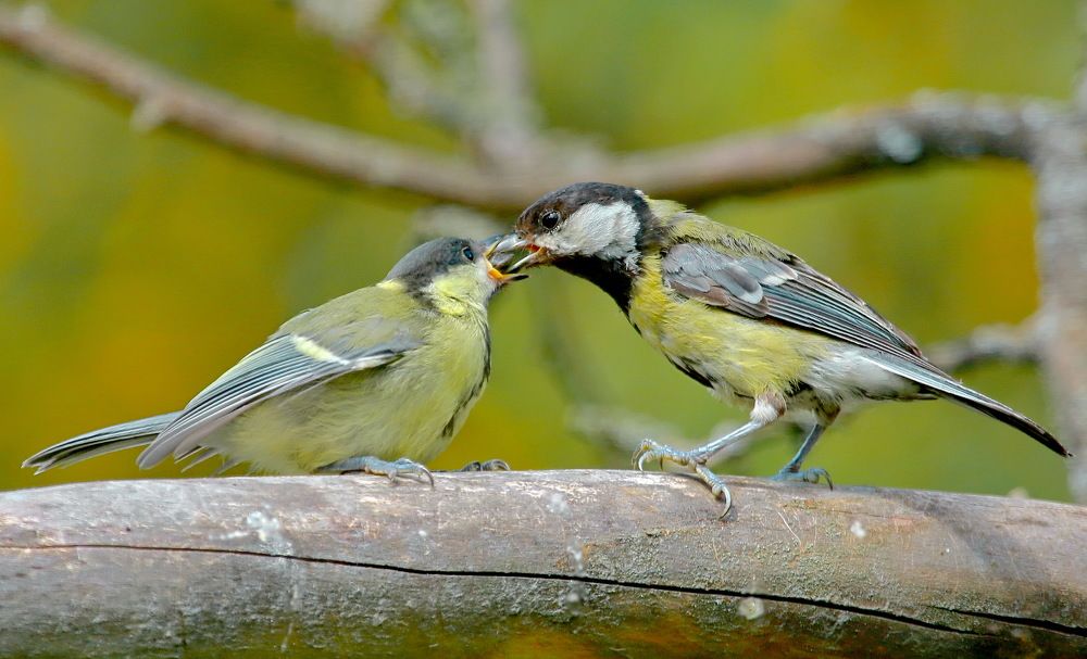 Забота  родителей