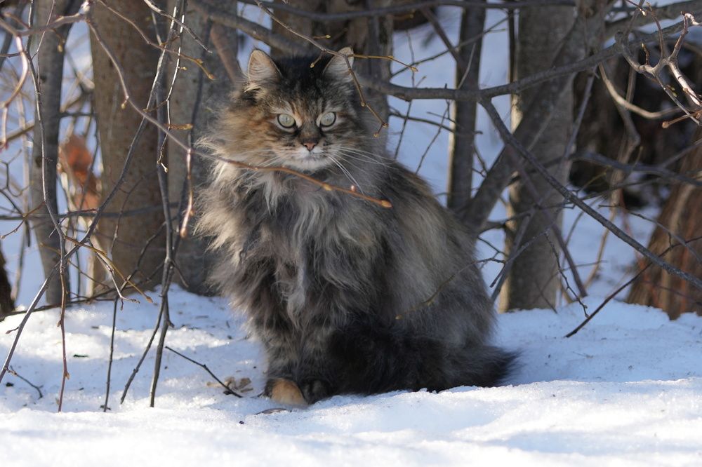 Photograph by Алексей Курносов