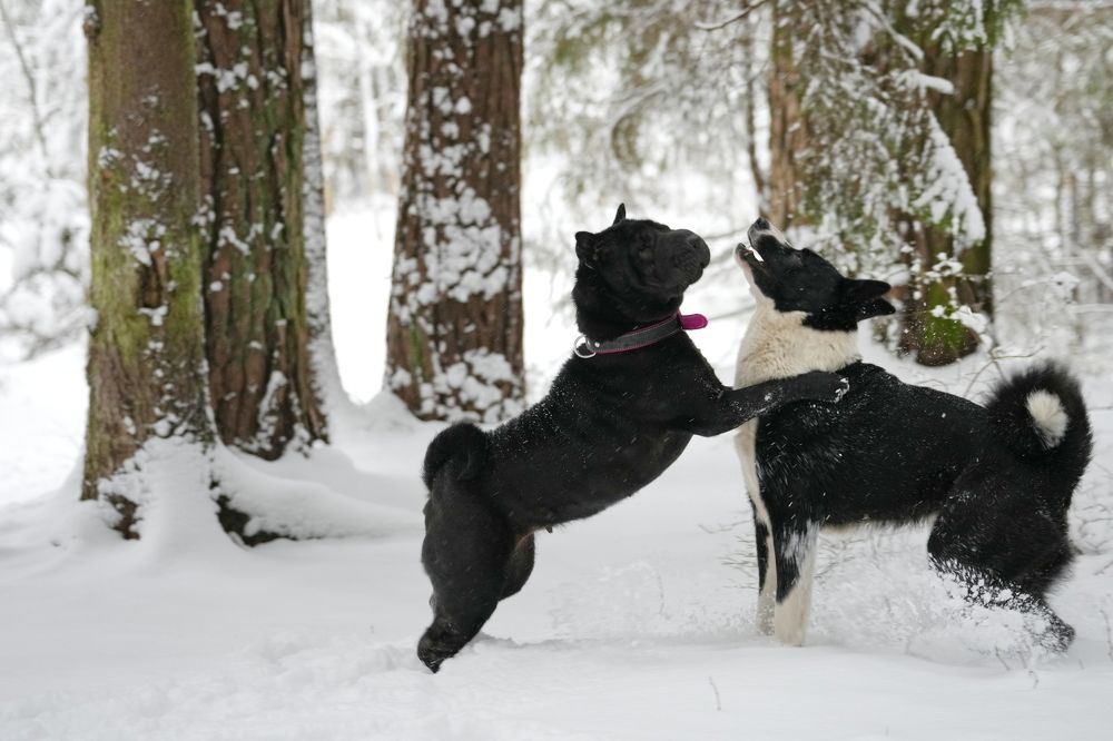 Photograph by Алексей Курносов
