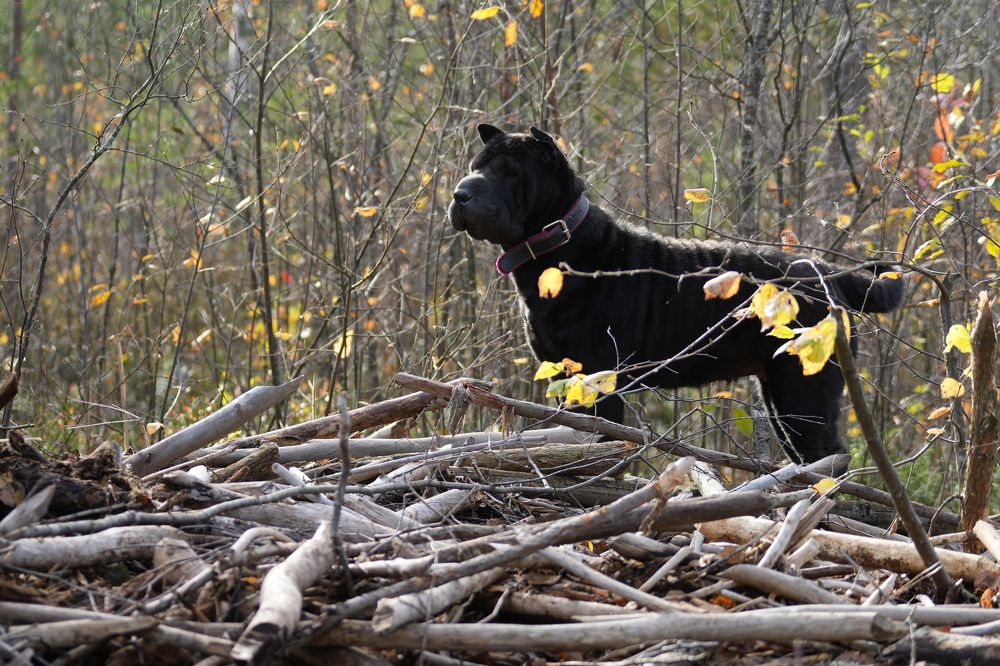Photograph by Алексей Курносов