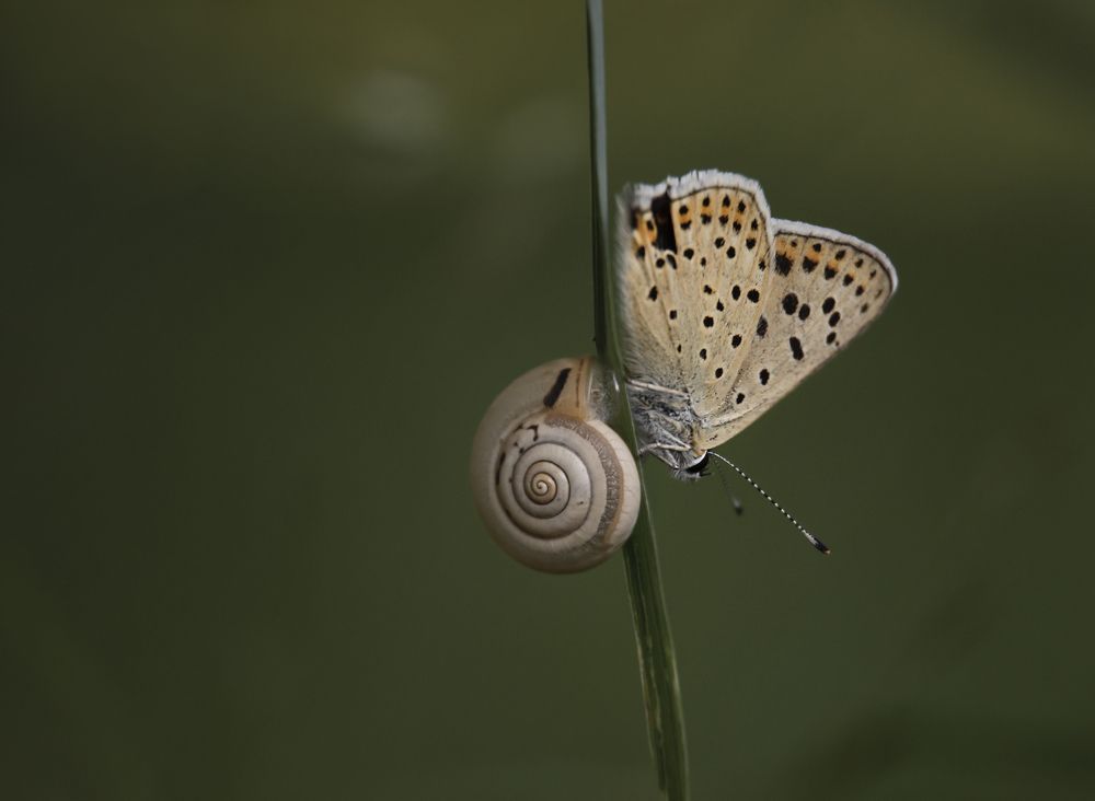 Photograph by Наталья Быстрая