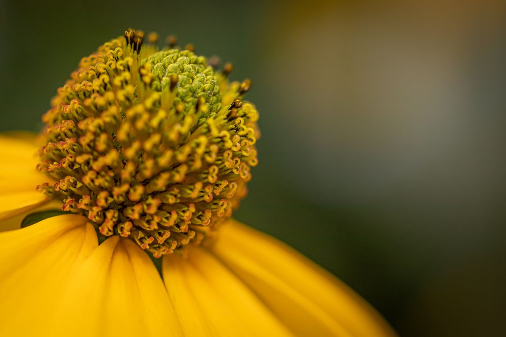 Photograph by Irene Ruysch