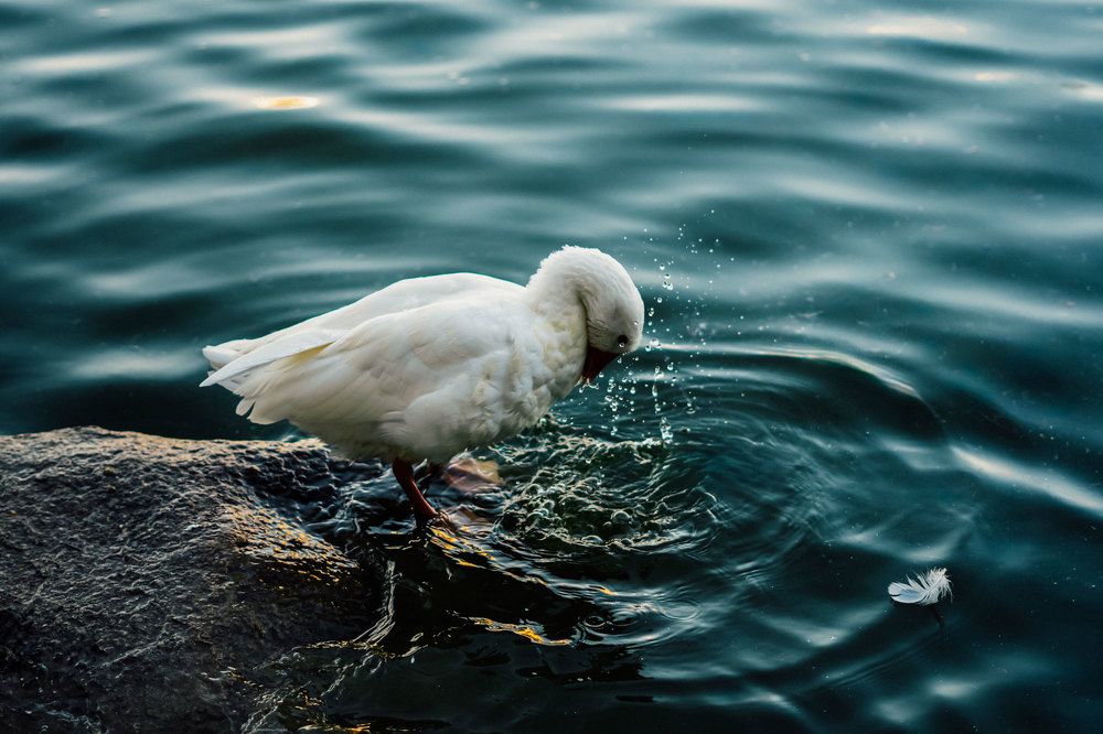 Photograph by mahdi nouri deldar