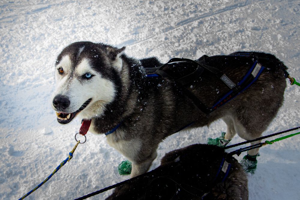 Photograph by Роман Якута