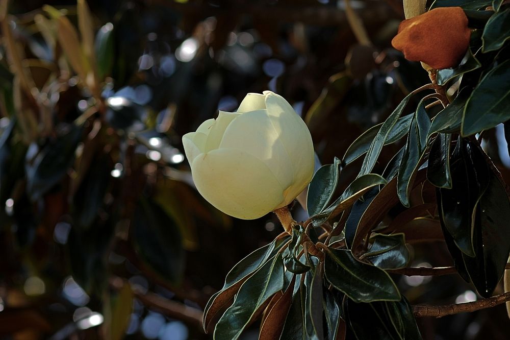 Pure Elegance: White Magnolia in Bloom