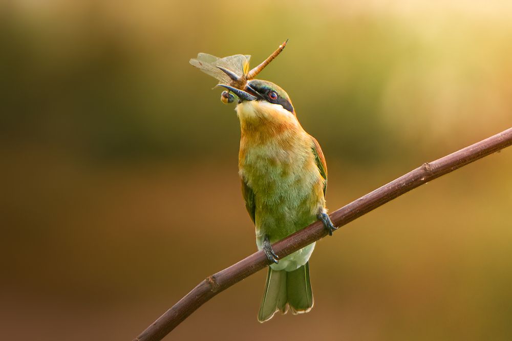 Фотография автора Pham Anh Vu