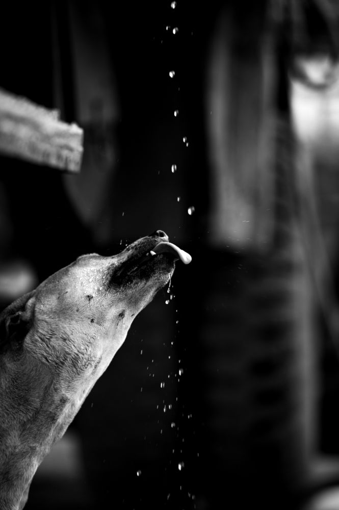 Photograph by Jamal Uddin