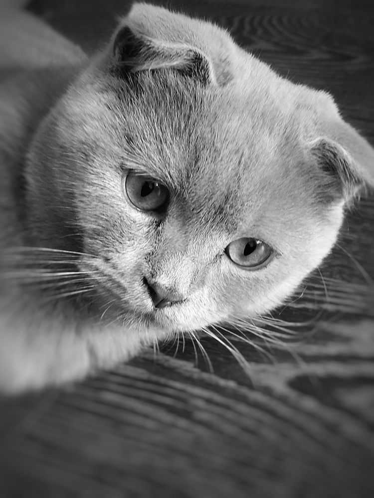 Photograph by Елена Силантьева