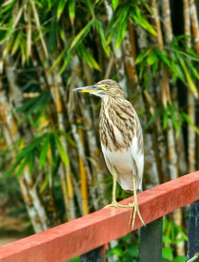 Photograph by Rashad Rafeudeen