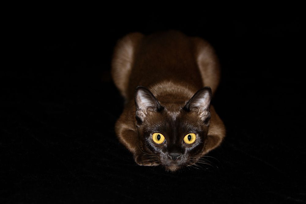 Взгляд хищника.